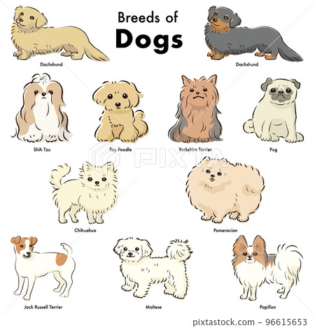 Simple and cute popular small dog breed hand-drawn line drawing vector illustration set 96615653