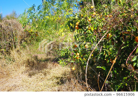 Tangerine field covered with weeds Tangerine field covered with weeds 96615906