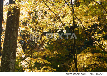 Autumn leaves of Sanzenin 96616226
