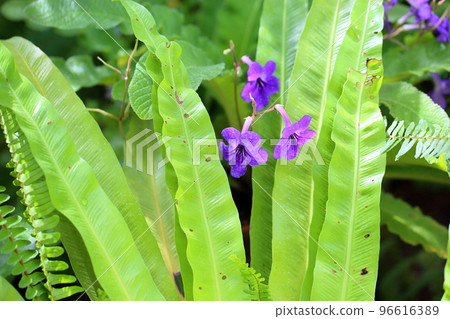 岩和煙草花鏈喀爾巴阡 岩和煙草花鏈喀爾巴阡 96616389