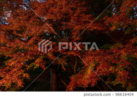 伊豆修善寺紅葉燈飾 伊豆修善寺紅葉燈飾 96616404