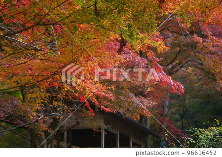 Autumn leaves of Sanzenin Autumn leaves of Sanzenin 96616452