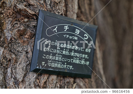 銀杏的說明木標 96616456