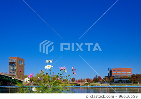 Astronomical bridge and cosmos flowers Fugan Canal Kansui Park Astronomical bridge and cosmos flowers Fugan Canal Kansui Park 96616559