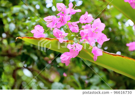 九重葛花 九重葛花 96616730