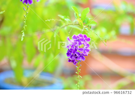 Duranta erecta flower Duranta erecta flower 96616732