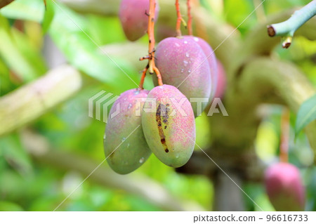 Mango fruit 96616733