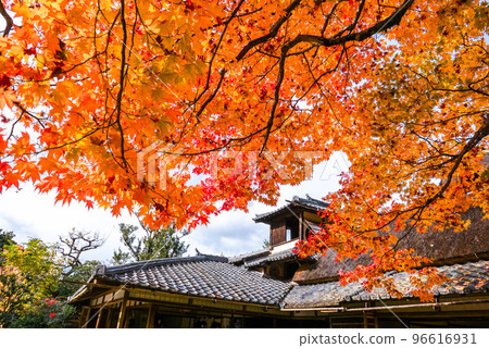 秋葉和花月郎 96616931