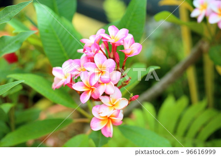 雞蛋花 96616999