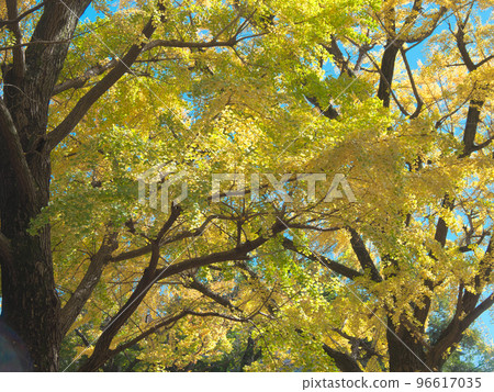 Deepening Autumn (2022) Deepening Autumn (2022) 96617035