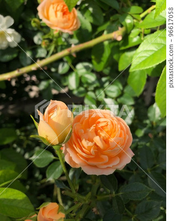 粉紅玫瑰 96617058