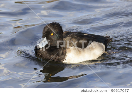 毛絨鴨來日本過冬 96617077