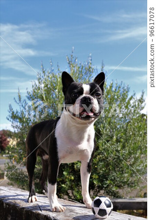 我的愛犬波士頓梗Mighty，在藍天上對著跑在他前面的狗打球看起來很酷♡ 96617078