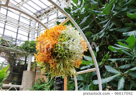 Tropical Dream Center (Okinawa Prefecture) 96617092