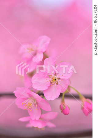 Early arrival of spring Kawazu cherry blossoms in full bloom 96617104