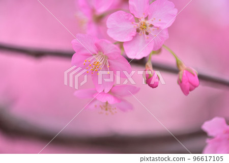 Early arrival of spring Kawazu cherry blossoms in full bloom Early arrival of spring Kawazu cherry blossoms in full bloom 96617105
