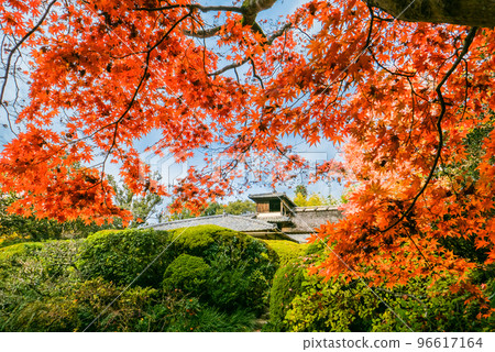 紅葉與花月郎 96617164