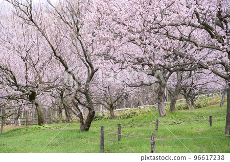 Plum grove in full bloom (Hiraoka Park, Sapporo) 96617238