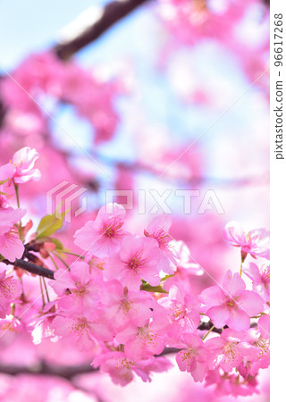 Early arrival of spring Kawazu cherry blossoms in full bloom Early arrival of spring Kawazu cherry blossoms in full bloom 96617268
