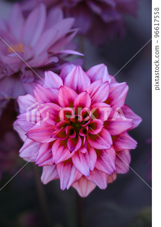 Flower material pink dahlia Flower material pink dahlia 96617558