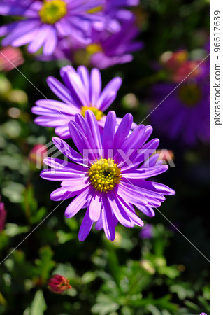 Gardening flower material Brachycum 96617639