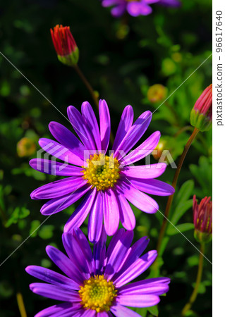 園藝花材短枝 96617640