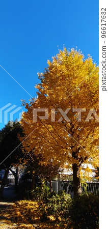 Ginkgo tree 96617682