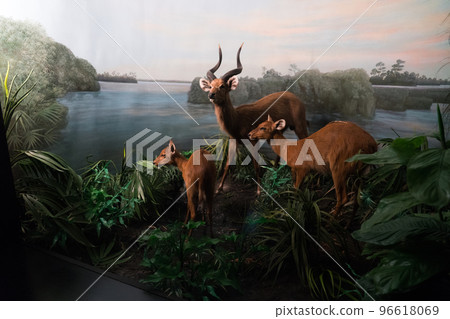 Exhibits at the Bern Natural History Museum Exhibits at the Bern Natural History Museum 96618069