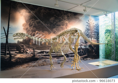 伯爾尼自然歷史博物館的展覽 96618073