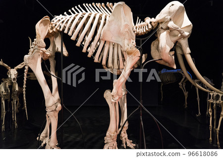 Exhibits at the Bern Natural History Museum 96618086