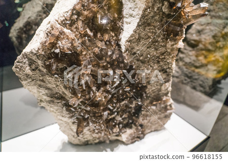 伯爾尼自然歷史博物館的展覽 96618155