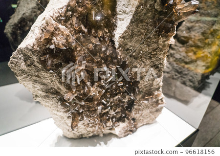 伯爾尼自然歷史博物館的展覽 96618156