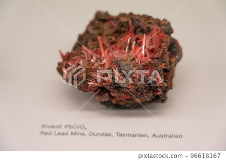 伯爾尼自然歷史博物館的展覽 96618167