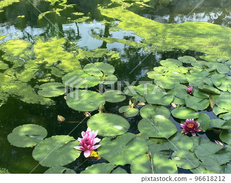A pond with beautiful moss and pink water lilies 96618212