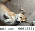Shiba Inu in sweet mode 96618351