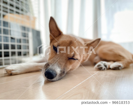 Take a nap by your favorite window 96618353