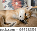 Shiba Inu relaxing on a bench 96618354