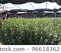 Tea plantation 96618362