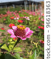 Flowers 96618363