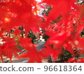 view from autumn leaves 96618364
