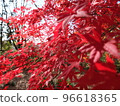 Autumn leaves 96618365