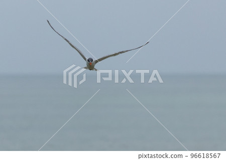 Creature, wild bird, tern, with a wingspan of about 1 meter and 40 centimeters. Long and sturdy wings like seabirds Creature, wild bird, tern, with a wingspan of about 1 meter and 40 centimeters. Long and sturdy wings like seabirds 96618567