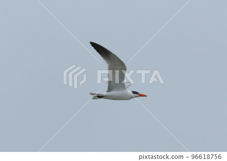 Creatures: Wild birds: Crested terns, large terns with distinctive red beaks. The one whose head is sesame salt is a winter feather Creatures: Wild birds: Crested terns, large terns with distinctive red beaks. The one whose head is sesame salt is a winter feather 96618756