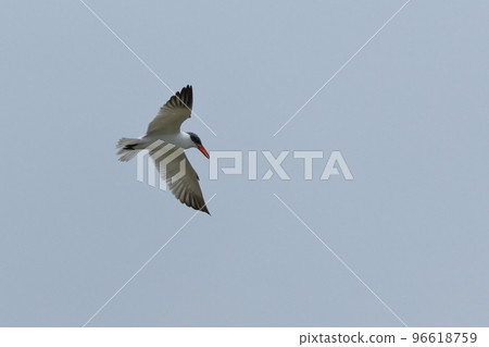 Creatures, wild birds, white-tailed terns, looking for fish from the sky. It seemed to be found and stopped in the air for a moment Creatures, wild birds, white-tailed terns, looking for fish from the sky. It seemed to be found and stopped in the air for a moment 96618759