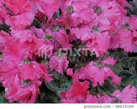 Cyclamen Cyclamen 96619109