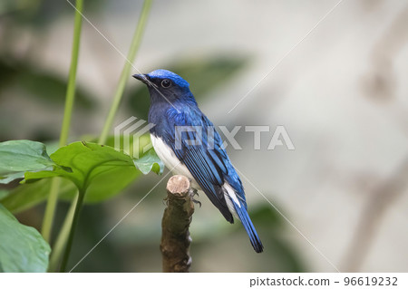 Ueno Zoo Oruri 96619232