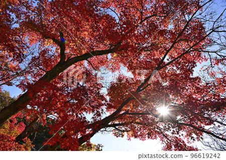 Autumn leaves of Nara Koen Park Autumn leaves of Nara Koen Park 96619242
