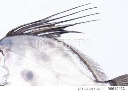Features of Kagamidai: Dorsal fin and spines Features of Kagamidai: Dorsal fin and spines 96619432