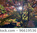 秋葉和太陽 96619536