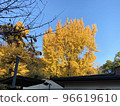 美麗的銀杏 (Ginkgo biloba) 96619610